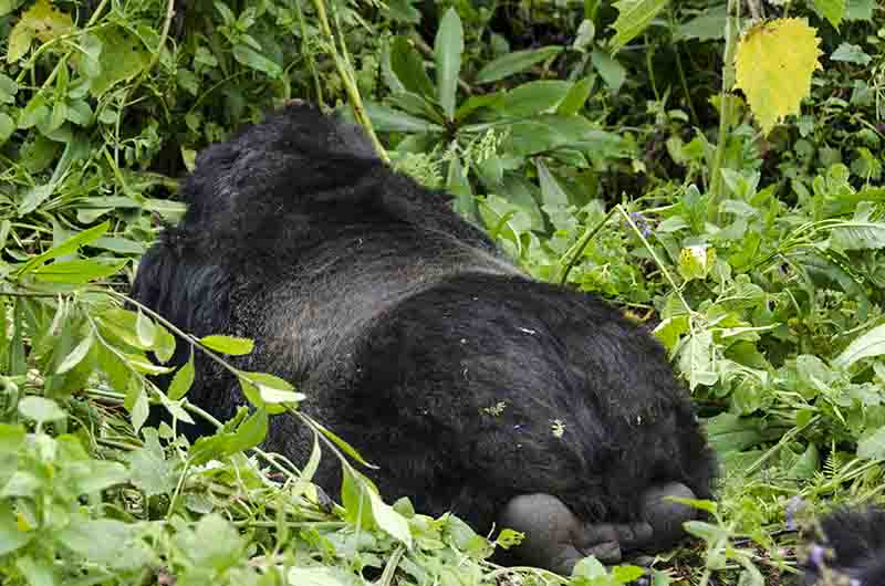 Gorila - selva de Virunga - parque nacional de los Volcanes - Ruanda 07.jpg